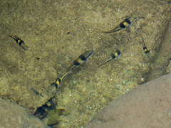 Striuntius lateristriga