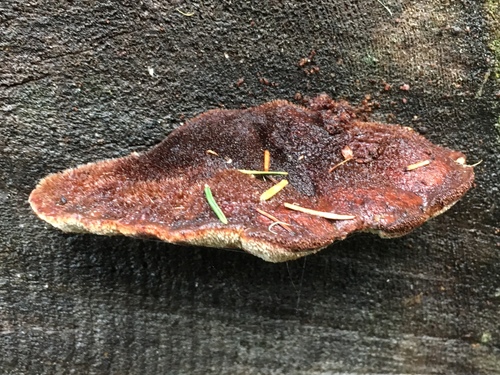 Amylocystis lapponica image