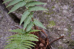 Dryopteris uniformis