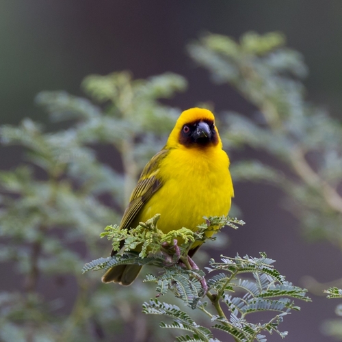 Rüppell's Weaver