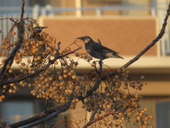 Spodiopsar cineraceus