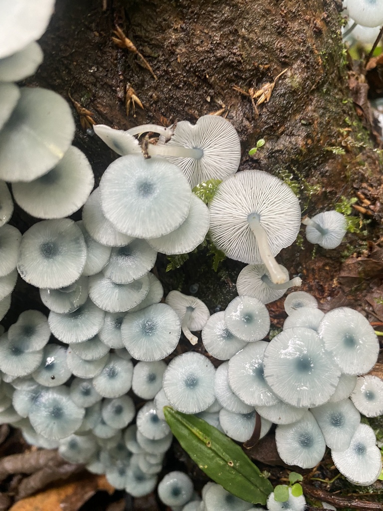 Clitocybula azurea · June 2023 · photo: © heimatlos (iNaturalist, cc0)
