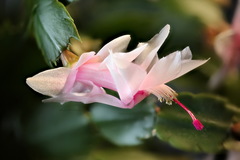 Schlumbergera truncata