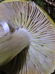 Tricholoma sejunctum