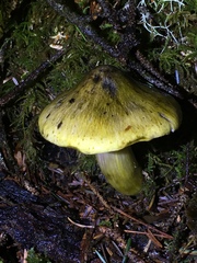 Tricholoma sejunctum