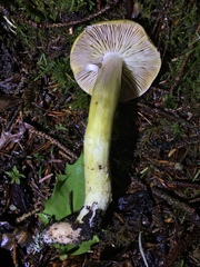 Tricholoma sejunctum