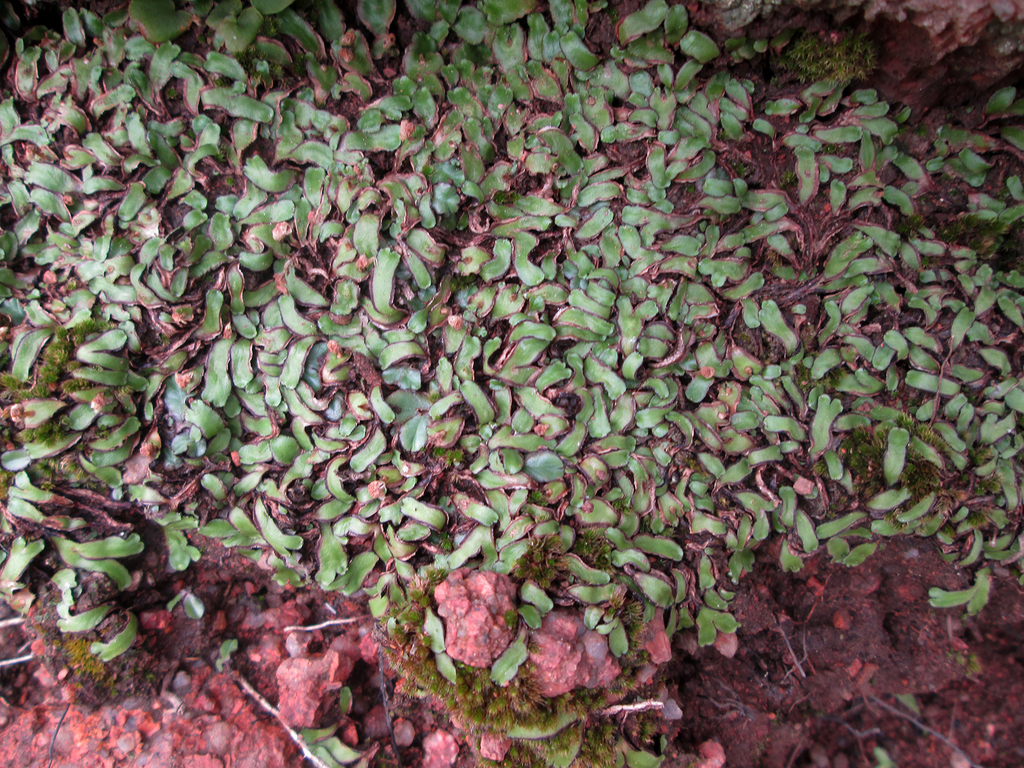 Mannia capensis