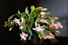 Schlumbergera truncata