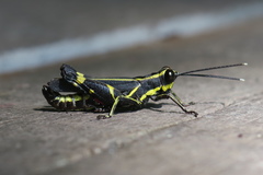 Traulia azureipennis