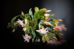 Schlumbergera truncata