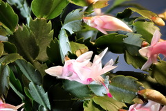 Schlumbergera truncata