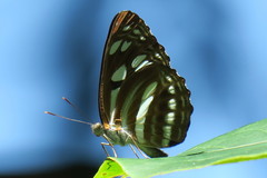 Phaedyma columella singa