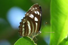 Phaedyma columella singa
