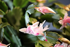 Schlumbergera truncata