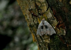 Hyperlopha compactilis