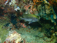 Plectorhinchus lessonii