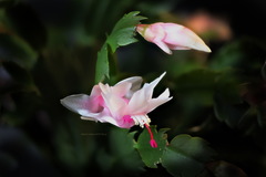 Schlumbergera truncata