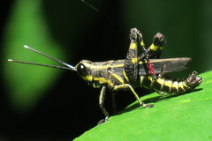 Traulia azureipennis