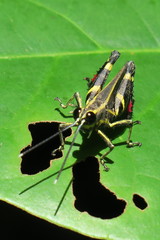 Traulia azureipennis