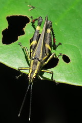 Traulia azureipennis