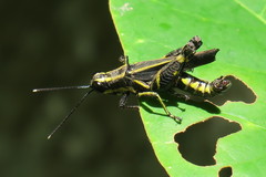 Traulia azureipennis