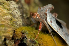 Hyperlopha compactilis