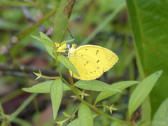 Eurema nicevillei