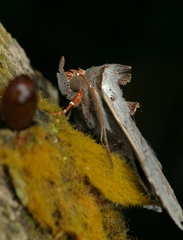 Hyperlopha compactilis