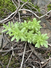 Sedum hemsleyanum