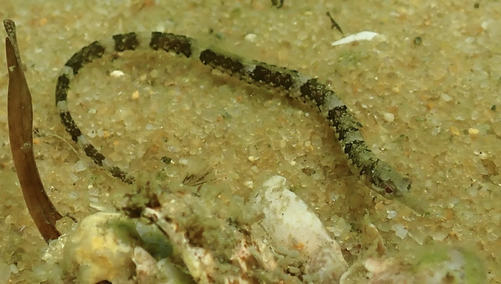 Northern Pipefish (Syngnathus fuscus)