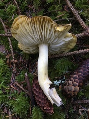Tricholoma sejunctum