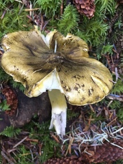 Tricholoma sejunctum