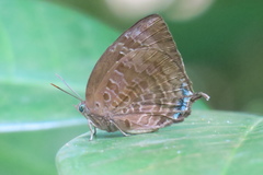 Arhopala centaurus nakula