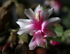 Schlumbergera truncata