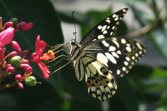 Papilio demoleus malayanus