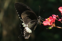 Papilio polytes romulus