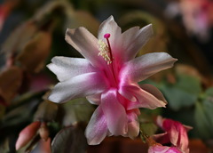 Schlumbergera truncata