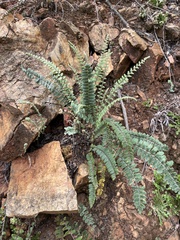 Golden Lip Fern (Myriopteris aurea)