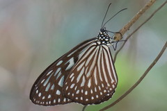 Ideopsis vulgaris macrina