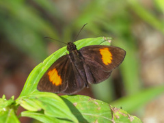 Koruthaialos rubecula