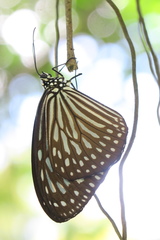 Ideopsis vulgaris macrina