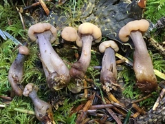 Cudonia confusa
