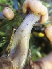 Cudonia confusa