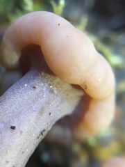 Cudonia confusa