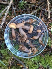Cudonia confusa