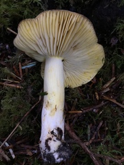 Tricholoma sejunctum