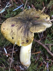 Tricholoma sejunctum