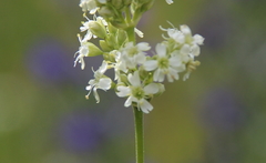 Silene roemeri