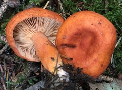 Lactarius subviscidus