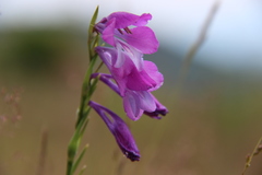 Gladiolus palustris